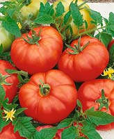 Tomaten MENUET F1