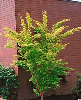 Acer palmatum Sangokaku
