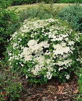 SPIRAEA NIPPONICA