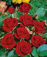 Rosa Souvenir de Maurice Chevalier ®