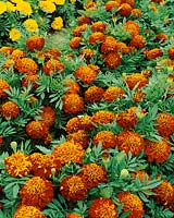 Tagetes patula Panther