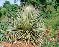 PUYA RAIMONDII