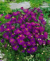 Brachyscome iberidifolia Purple Splendor
