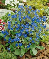Anagallis grandiflora Blaulicht