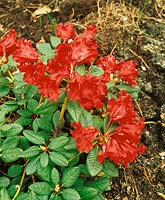 Rhododendron forrestii Gertrud Schäle