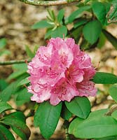 Rhododendron Catharina van Tol