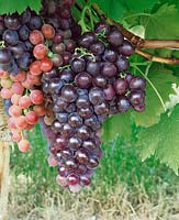 Vitis vinifera Muscat Hambourg