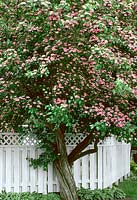 CRATAEGUS X MORDENENSIS TOBA