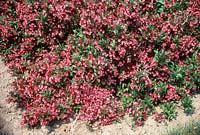 WEIGELA MINUET