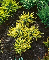 CALLUNA VULGARIS SPITFIRE