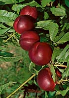 Nektarine / Prunus persica var. nucipersica Silver