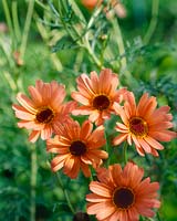 Argyranthemum frutescens Joues de pêche