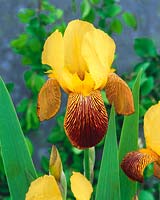 Iris x germanica Angers