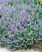 NEPETA MUSSINII (N. X FAASSENII)