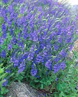 Veronica austriaca ssp. teucrium Royal Blue