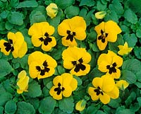 VIOLA UNIVERSAL / JAUNE AVEC TACHES