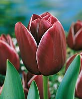 Tulipa Triumph Wienerwald