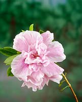 Rhododendron Empress of India