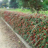 Cotoneaster franchetii