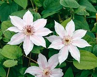 Clematis Mere Theresa