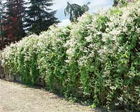 Fallopia baldschuanica