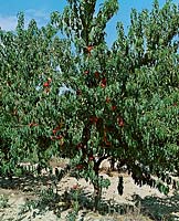 Nektarine / Prunus persica var. arbre nucipersica