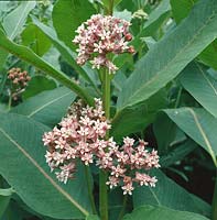 Asclepias syriaca