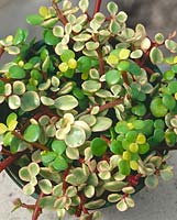 PORTULACA AFRA / MIX