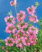 VERBENA CARROUSEL