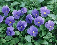 VIOLA UNIVERSAL / BLUE