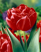 Tulipa Double Early Carlton