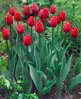 Tulipa Triumph Tambour Maitre