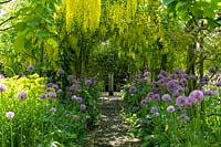 Barnsley House Gardens, Glos., Royaume-Uni. Ancien jardin de Rosemary Verey, Allium 'Purple Sensation' planté sous la voûte Laburnum