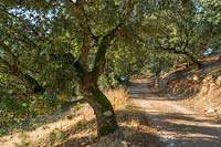 Chêne-liège (Quercus suber) Andalousie, Espagne