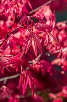 Acer palmatum 'Shindeshojo'