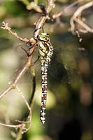 Southern Hawker Dragonfly (Aeshna cyanea)