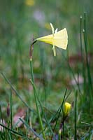 Narcissus bulbocodium, la jonquille jupon ou jonquille jupon cerceau