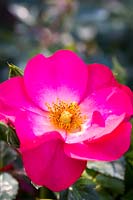 Rosa 'Joues roses'