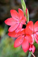 Hesperantha coccinea 'Major', 'drapeau pourpre', 'Kaffir Lily', (syn Schizostylis)