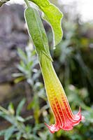 Brugmansia sanguinea, la trompette de l'ange rouge