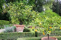 Parterre avec citronniers en pots dans le jardin du Palazzo Corsini, à Florence, Italie