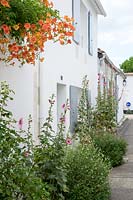 Roses trémières et trompette vigne poussant à l'extérieur de la maison à La Flotte, Ile De Ré. Poitou-Charentes, France.