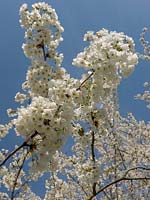 Toscane du Nord, Italie, printemps. Fleur blanche en arbre fruitier dans les Appenines