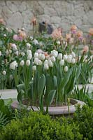 Chelsea Flower Show 2006, Londres, Royaume-Uni. 'Le Jardin Laurent Perrier' (des. Jinny Blom) plantation romantique blanc et rose dans un jardin de fleurs informel, tulipes blanches en pot