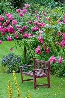 Cerney House Gardens, Gloucestershire, Royaume-Uni. (Sir Michael et Lady Angus) chaise de jardin en bois avec rosier grimpant rose derrière