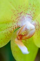 Pétales de fleurs d'orchidées jaunes
