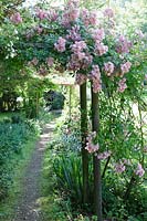 Jardins de Cerney, Gloucestershire. Arc rose en été.