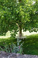Jardins de Cerney, Gloucestershire. Siège d'arbre ombragé sous Liriodendron (Tulipier)