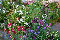 Roger et Helen Grimes 'jardin à Beesands, Devon. Roses trémières et annuelles d'été colorées