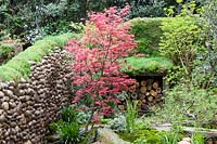 Acer rouge et mur de galets dans un jardin de style japonais traditionnel, le Satoyama Life Garden, des. Kazuyuki Ishihara.